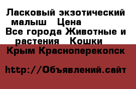 Ласковый экзотический малыш › Цена ­ 25 000 - Все города Животные и растения » Кошки   . Крым,Красноперекопск